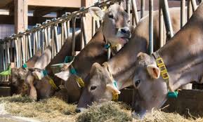 В Україні озвучено стан поголів’я великої рогатої худоби