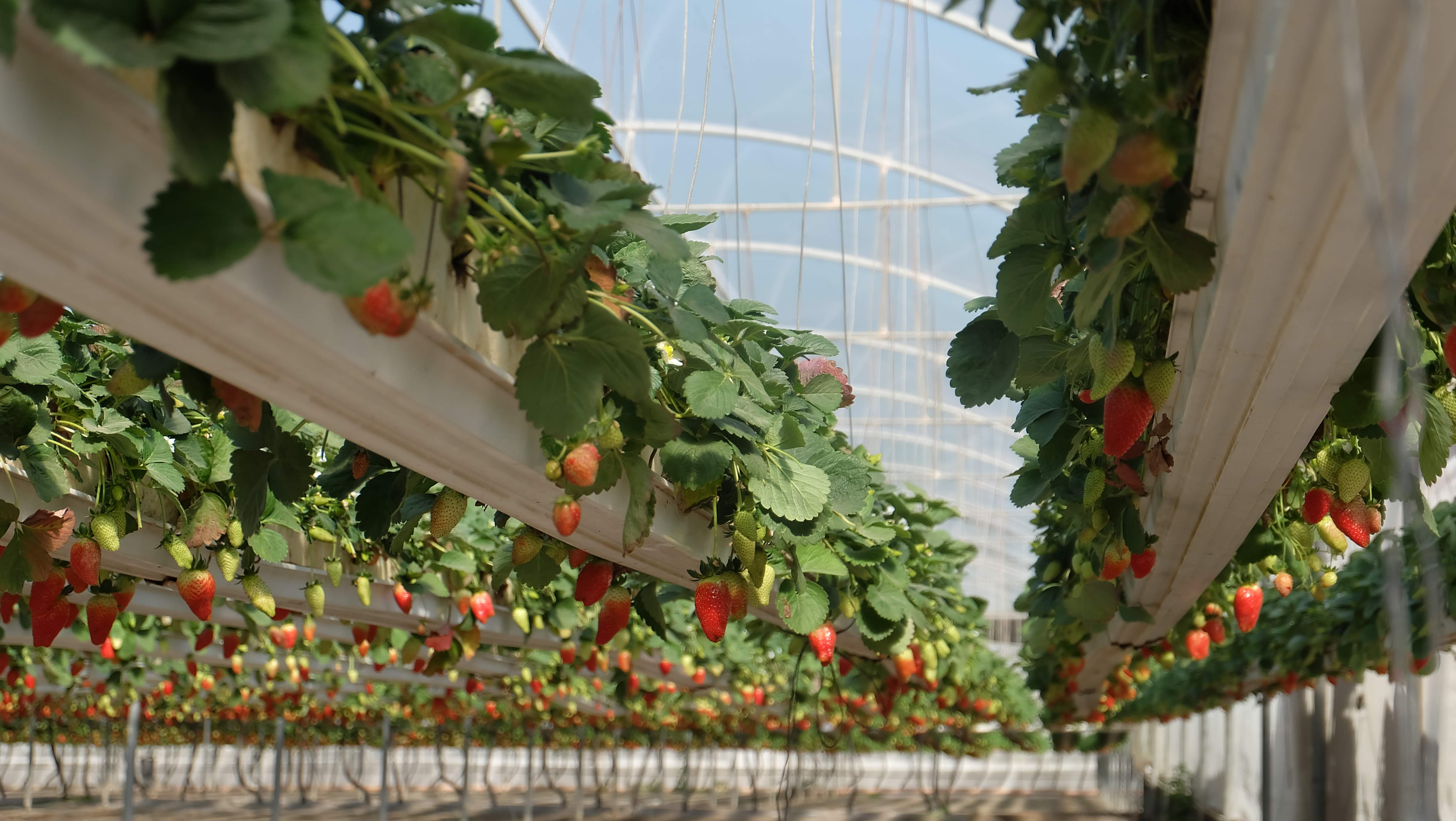 Українська суниця (полуниця) залишається єдиною ягодою, ціни на яку за рік знизились