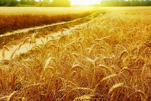 Урожайність зернових в Україні зросла