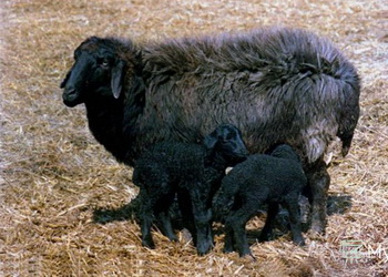 ����� ���� �� �������� ����������� ������������ ������ ��������� 80%