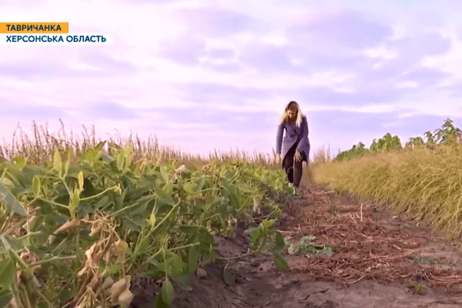 Кунжут, арахіс, чуфа, артишок, шафран: українські степи засівають нетрадиційними культурами