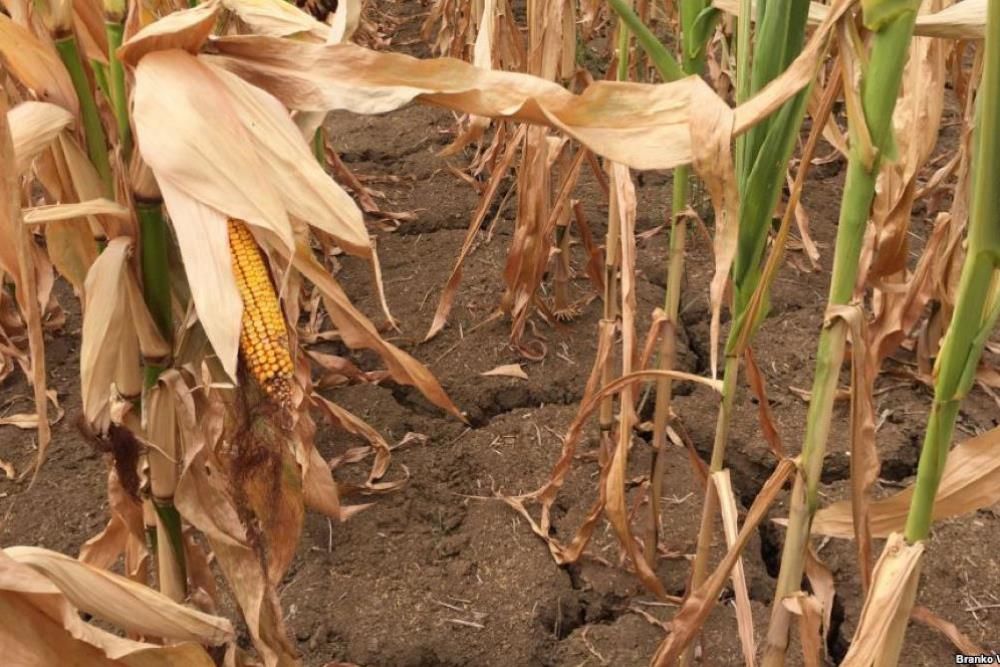 Із-за несприятливих гідротермічних умов втрата врожаю кукурудзи в цьому році може сягати 30%.