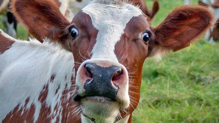 Держава виплатить фермерам 5 тис. гривень дотації за кожну утримувану корову