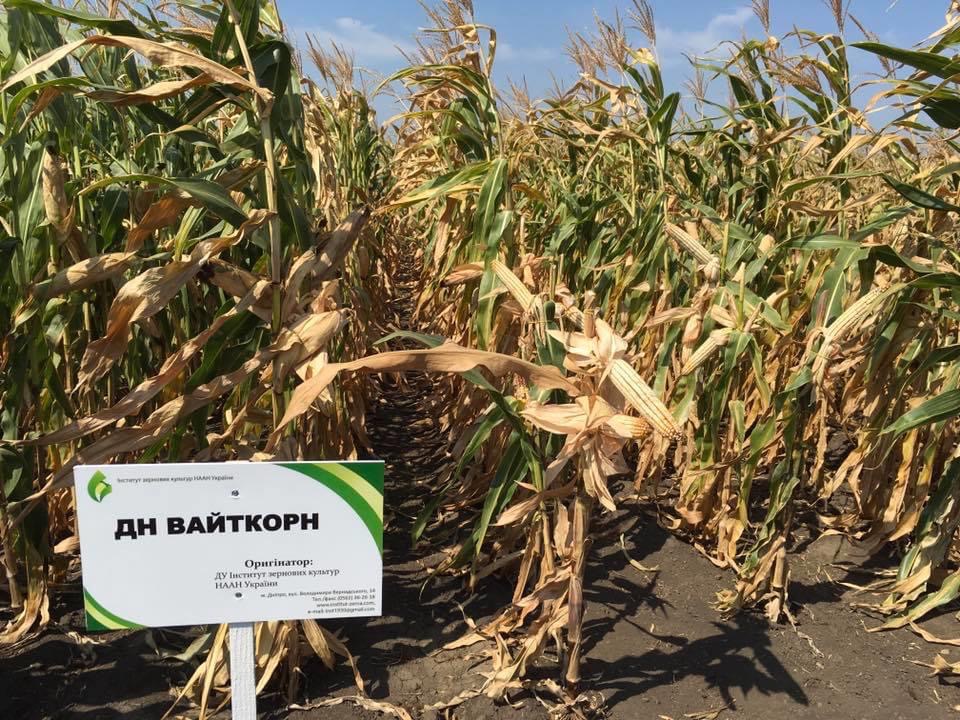 �������� �������� ������� ���� � ����� ������� �������� � ������, �� ������������ ����� �������� ���������