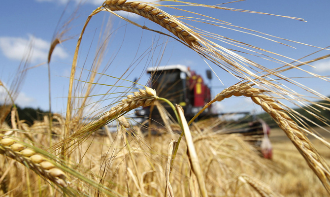 Рекордний урожай зерна 2018 року майже не вплинув на рівень його рентабельності – Інститут аграрної економіки