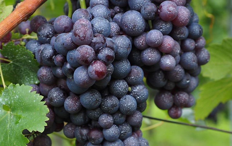 У вересні Україна імпортувала виноград на 3,3 млн дол.