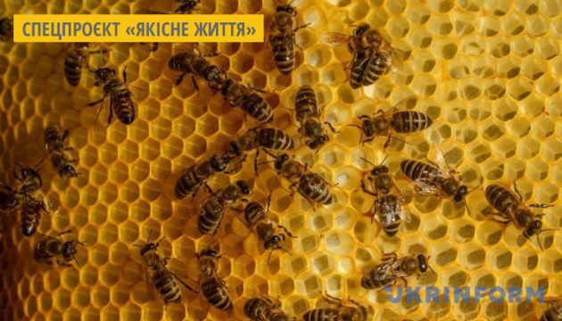 В Україні розпочався проєкт «Належна бджільницька практика»