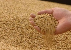 Рекордний прогноз споживання зернових у світі знову підвищено