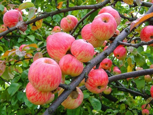 Українські садівники не змогли диверсифікувати експортні поставки яблук — експерт
