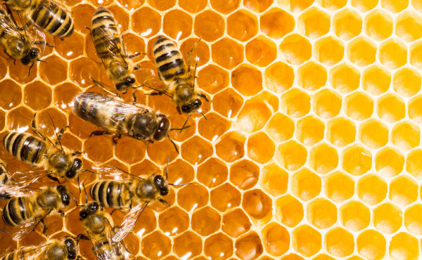 Науковці створили глобальну мапу поширення бджіл: українські найпродуктивніші