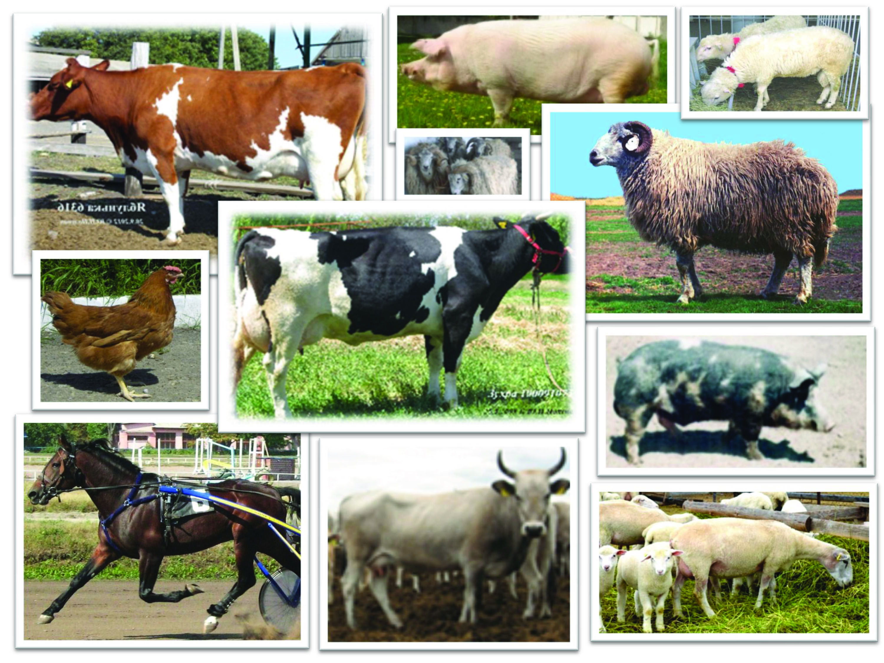 Пріоритетною галуззю АПК в 2021 році буде тваринництво
