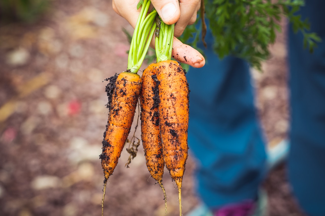 Експертка НААН поділилася секретами вирощування моркви