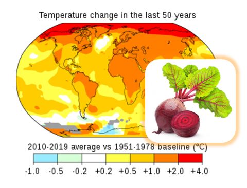 Біоетанол з українських буряків допоможе в боротьбі з глобальним потеплінням