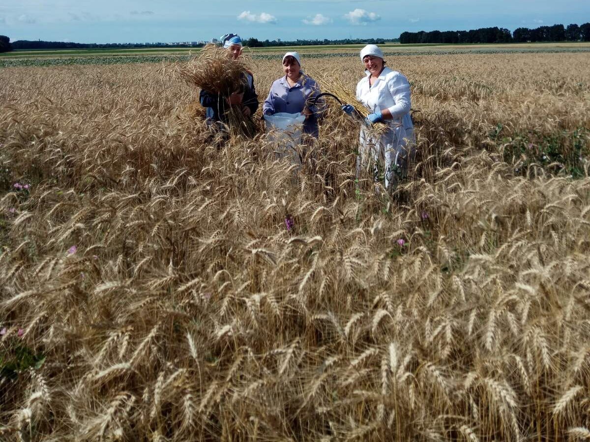 Науковці Інституту сільськогосподарської мікробіології та агропромислового виробництва НААН  провели облік урожаю озимої пшениці 